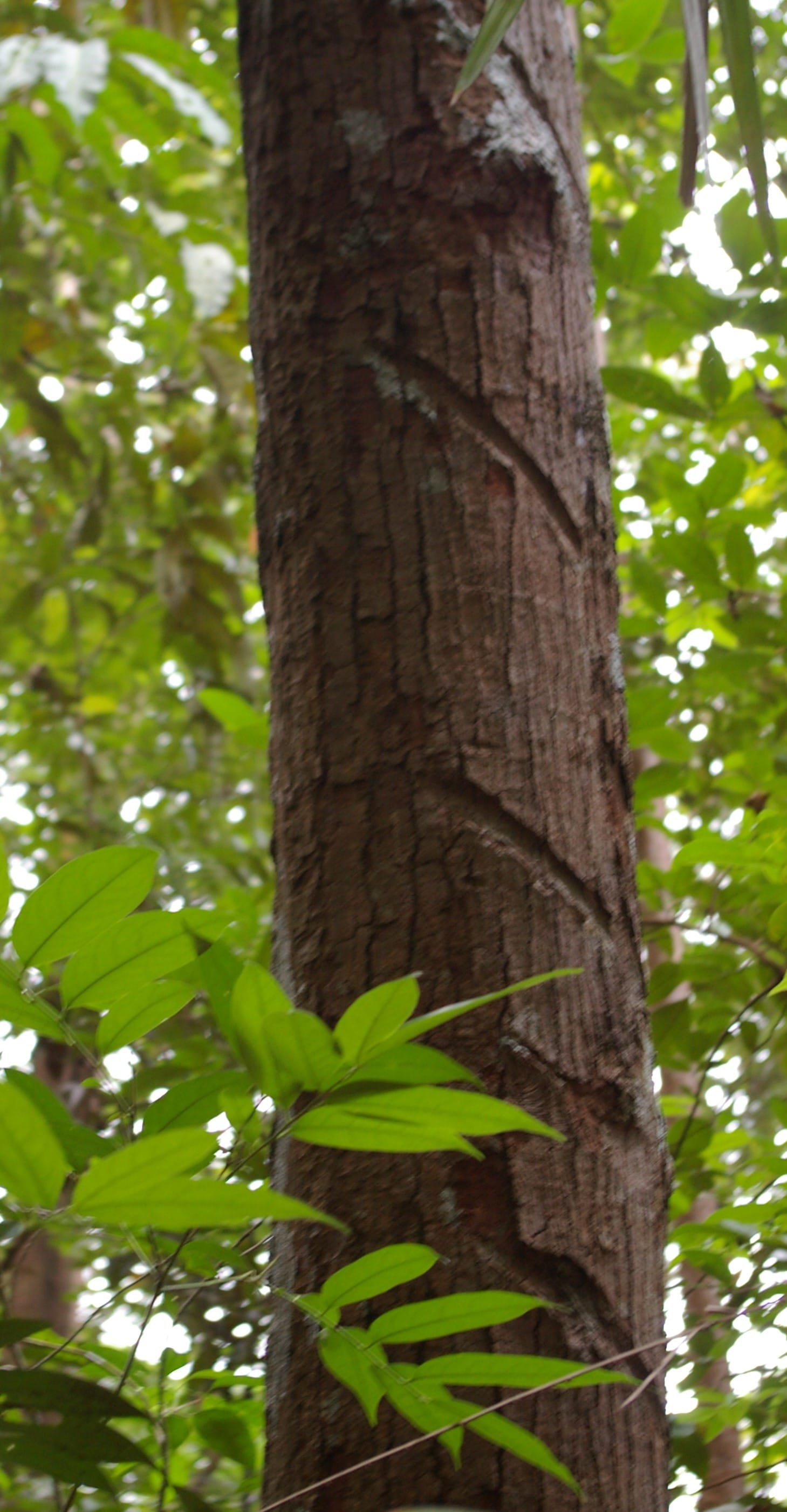 Diagonal tap marks on the trunk of a Palaquium gutta (Taban Merah) tree in Taban Valley, Bukit Timah Nature Reserve.